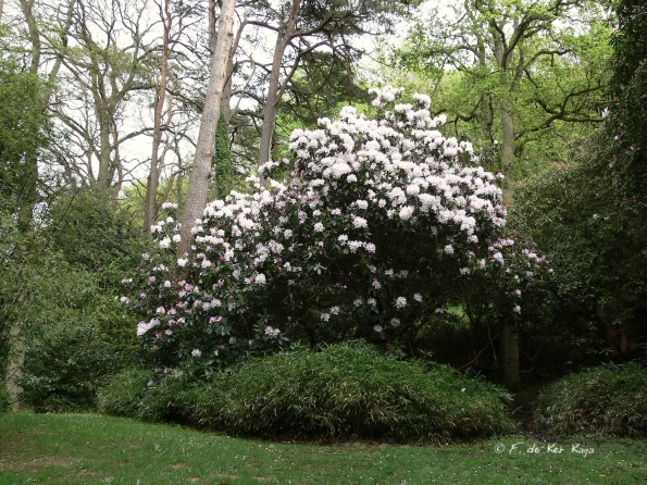 Bois des Moutiers (130) mai 2012